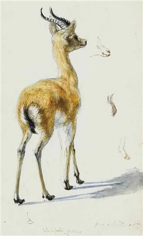 Studio di un cerbiatto